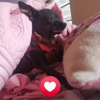 Perro husky en consulta