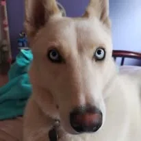 Perro sonriente