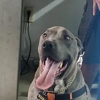 Perro en área verde